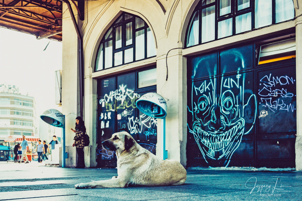 8. Stray Dog